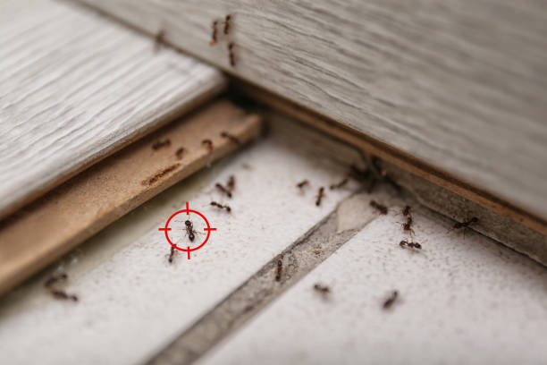 Best Local Pest Control Services  in Maud, TX