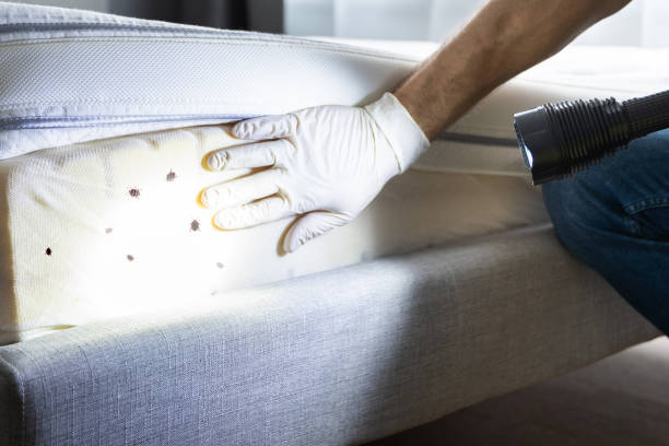 Best Bed Bug Extermination  in Maud, TX