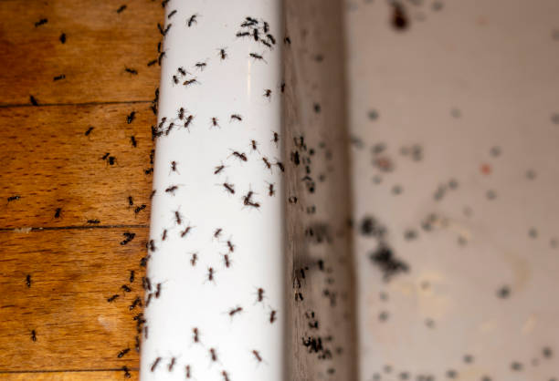 Best Best Pest Control Companies  in Maud, TX