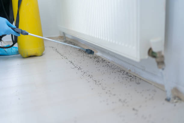Flea Control Services in Maud, TX