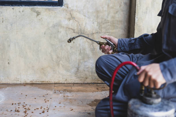 Best Rat Extermination Near Me  in Maud, TX
